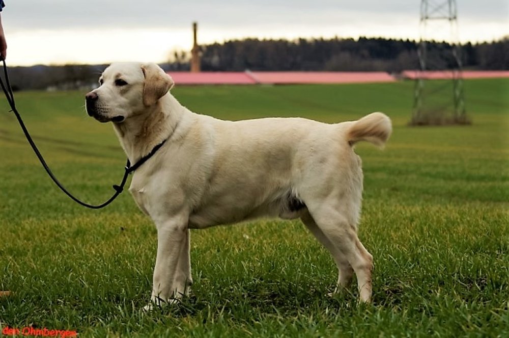 Labrador Gelb
